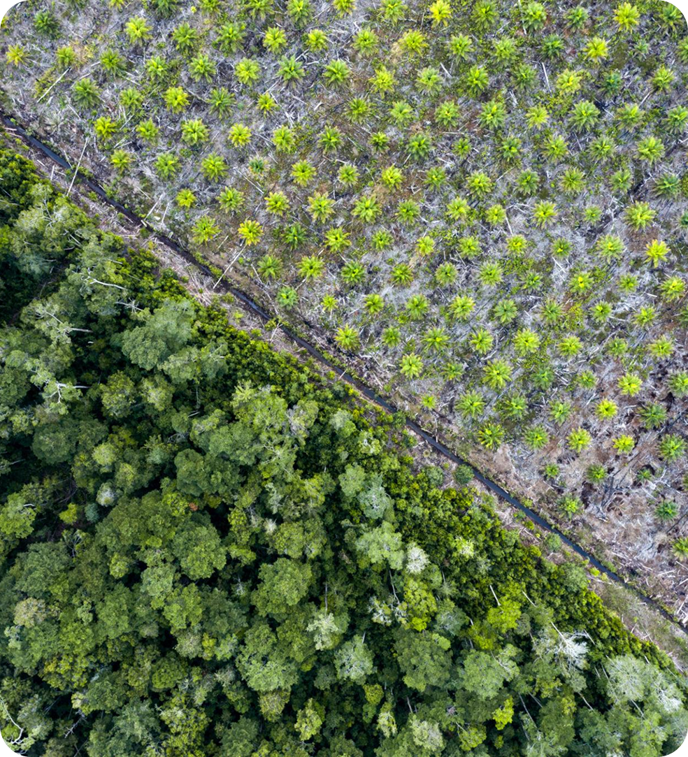 Plantation Aerial View