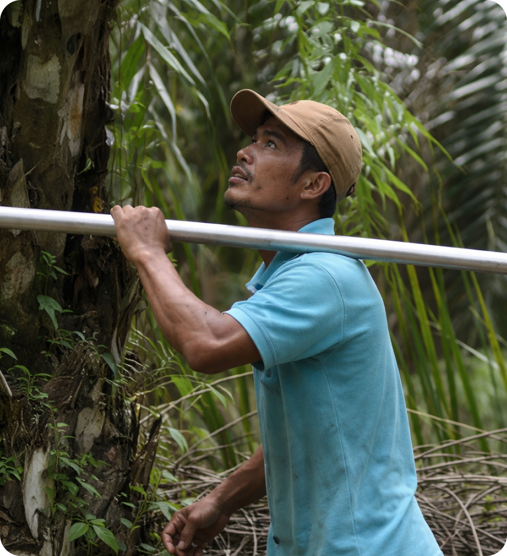 Plantation Aerial View